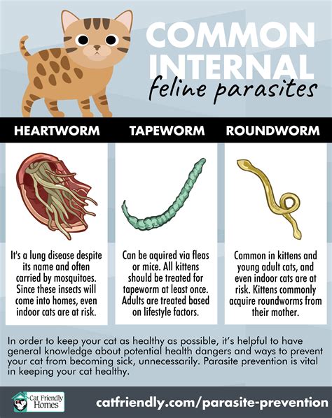 How To Treat Roundworms In Cats