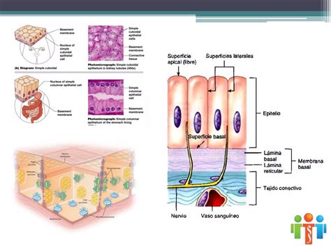 Tejidos Concepto Tejido Epitelial Ppt Descarga Gratuita