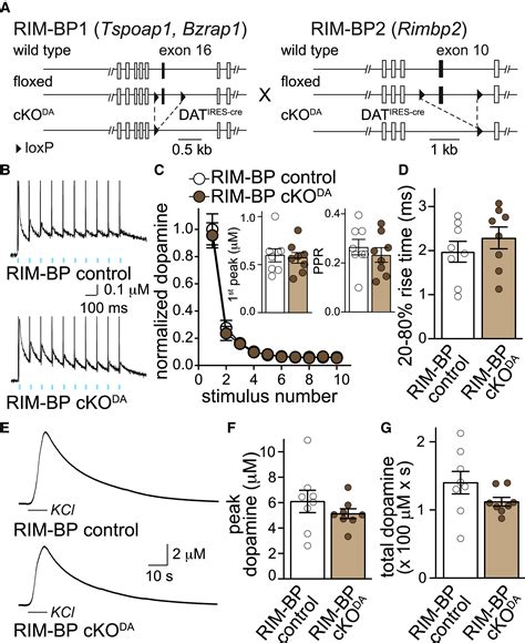 Molecular And Functional Architecture Of Striatal Dopamine Release