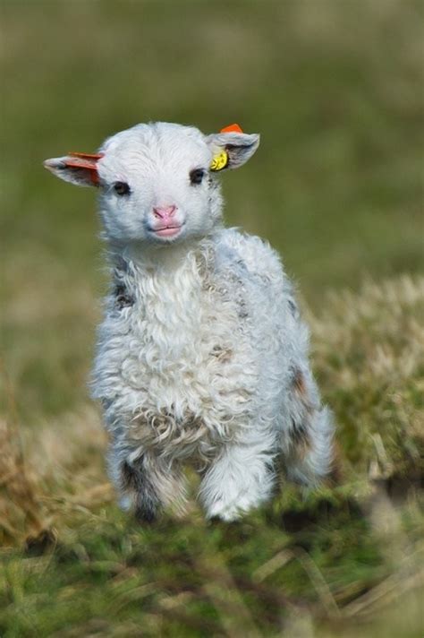 Widdle Lamb - Daily Squee - Cute Animals - Cute Baby Animals - Cute Animal Pictures - Animal ...