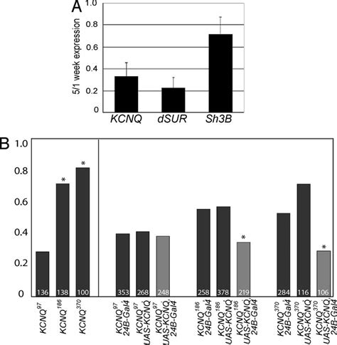 Cardiac Kcnq Levels Are Reduced With Age And Kcnq Mutants Are