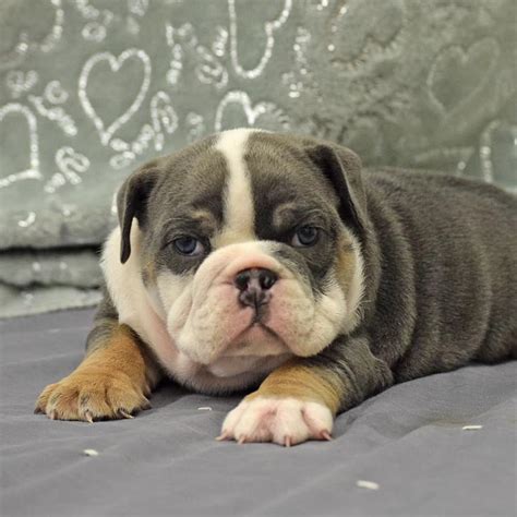 English Bulldog Breeder near Omaha - Siess Ranch LLC