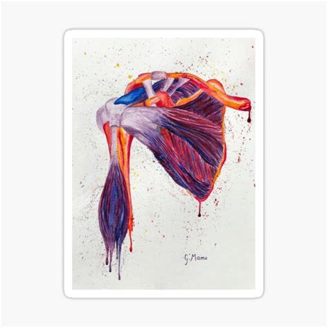 "Shoulder anatomy painting" Sticker for Sale by gabriellamamo | Redbubble