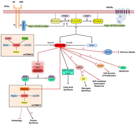 Role of Akt Activation in PARP Inhibitor Resistance in Cancer