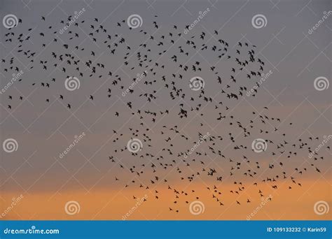 A swarm common starling stock photo. Image of sturnus - 109133232