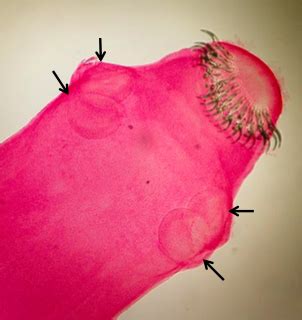 Lab Cestodes And Trematodes Flashcards Quizlet