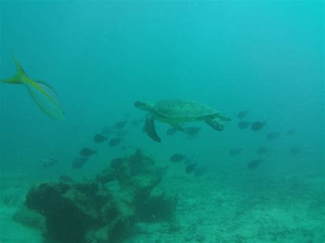 Scuba Diving San Juan Dive Puerto Rico Dive Caribbean Caribe Aquatic