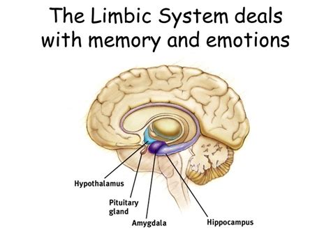 Limbic System Map