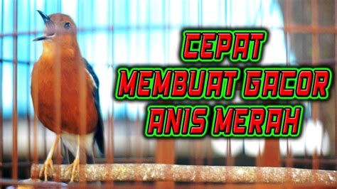 ANIS MERAH DIAM AUTO GACOR DENGAR INI PANCINGAN ANIS MERAH YouTube