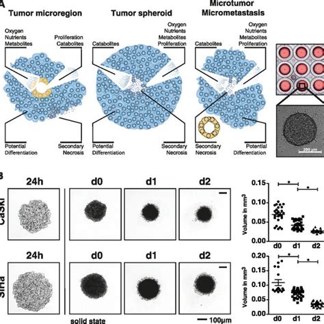 Isolation And Enrichment Of Infiltrated Nk Cells From Tumor Spheroids Download Scientific