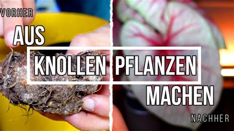 Caladium Colocasia Von Knolle Zur Pflanze Richtige Pflege Und Bl Ten