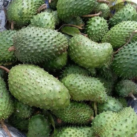 Soursop Leaves Tea Soursop Fruit 60 Off