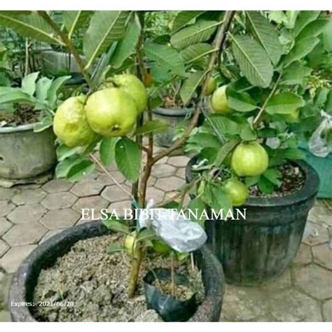 Jual Bibit Jambu Kristal Putih Okulasi Tanpa Biji Cocok Di Taruh Pot