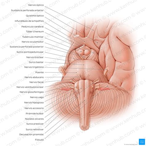Cerebelo Y Tronco Encef Lico Anatom A Y Funciones Kenhub