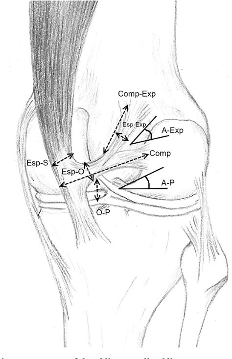 Table 1 from Oblique popliteal ligament – an anatomical study ...