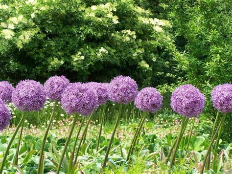 How To Grow Allium Flower Care Guide Happy Diy Home