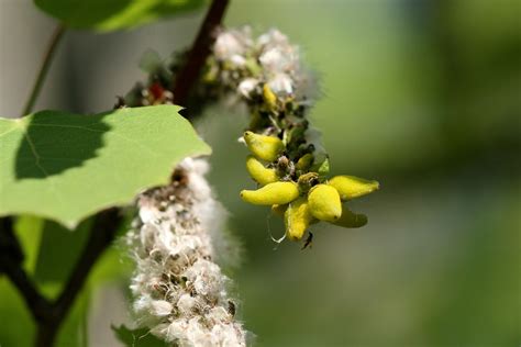 Populus Tremula Zitterpappel Ngidn Naturgucker De