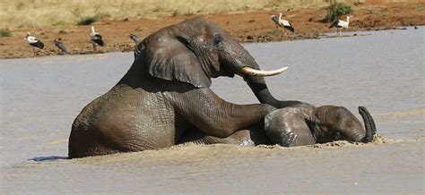 Exploring The Courtship Rituals Of African Elephants Tsavo Trust