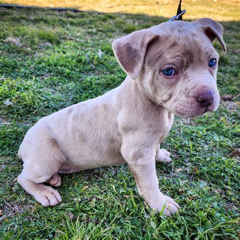 Merle Pitbull Merle Bully American Bully Xl For Sale Near Me Merle