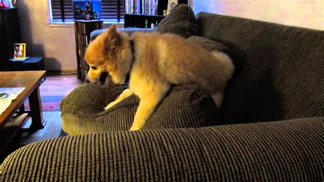 My Dog Kenny Humping A Sofa Cushion Youtube