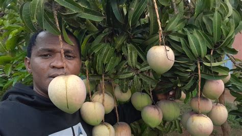 Mango Farming In Africa YouTube