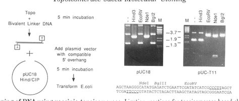 Figure 1 From Novel Approach To Molecular Cloning And Polynucleotide