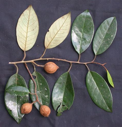Otoba - Alchetron, The Free Social Encyclopedia