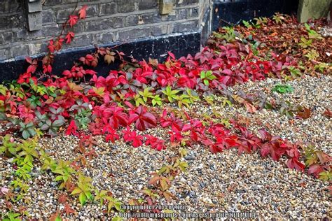 Virginia Creeper Parthenocissus Quinquefolia Turns Red In The Fall