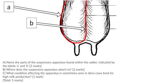 Caudal View Cow Udder Diagram Quizlet