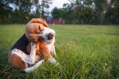 Cachorro se coçando muito e se mordendo o que pode ser