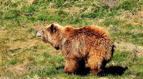 European Brown Bear Wild Animal - Free photo on Pixabay