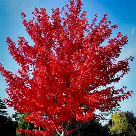 Autumn Flame Maple - Ted Lare - Design & Build