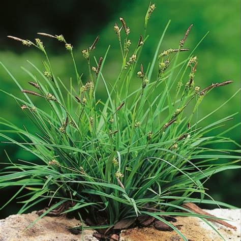 Graminée Carex Panicea Le Comptoir Vert