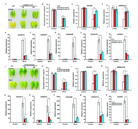 Both Ghwrky33 And Ghtify10a Delayed Ja Induced Leaf Senescence Aj