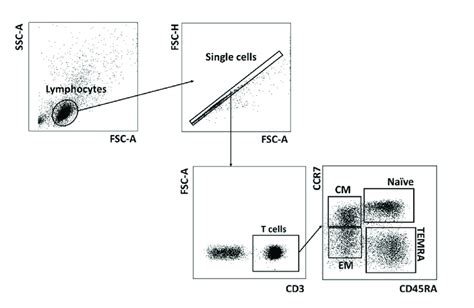 Gating Strategy For The T Cell Naïvememory Subsets T Cells Cd3 Download Scientific