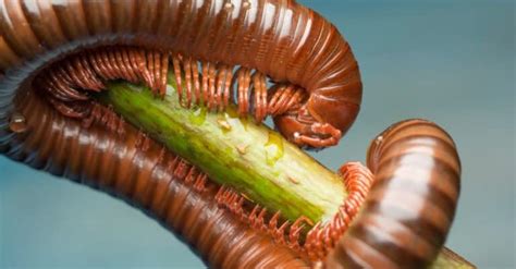 How Many Legs Does a Millipede Have? - A-Z Animals