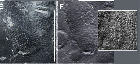 Scientists Discover Perfectly Preserved Dinosaur Skin in Korea