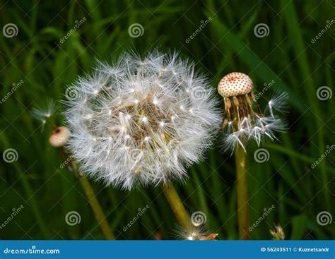 Fluffy Dandelions And Naked Stock Image Image Of Seed Flowers