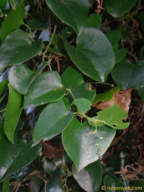 Image Collection Of Wild Vascular Plants Smilax Canariensis