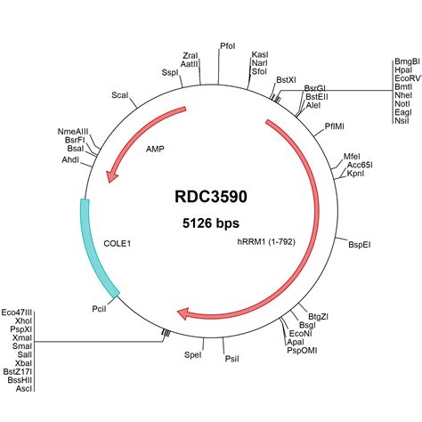 Human RRM1 NP 001024 1 VersaClone CDNA RDC3590 R D Systems