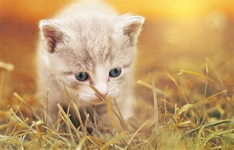 Sabías que los gatos son nuestros guardianes espirituales