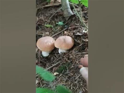 Грибний ранок😁🥰💪🔥 #гриби #карпати #ліс #грибивкарпатах #осінь # ...