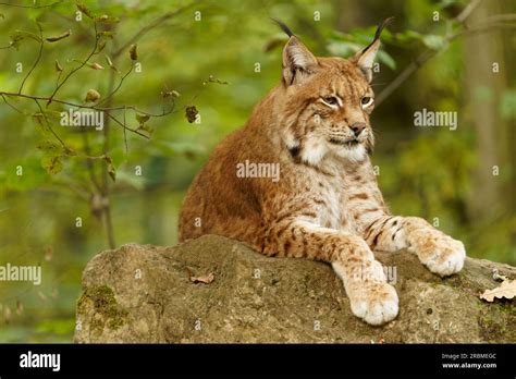 Eurasian lynx, northern lynx, Lynx lynx, lynx Stock Photo - Alamy