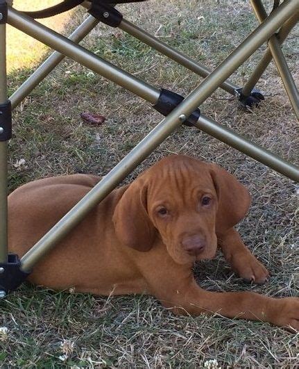 Hungarian Vizsla Puppies For Sale | Portland, OR #263729