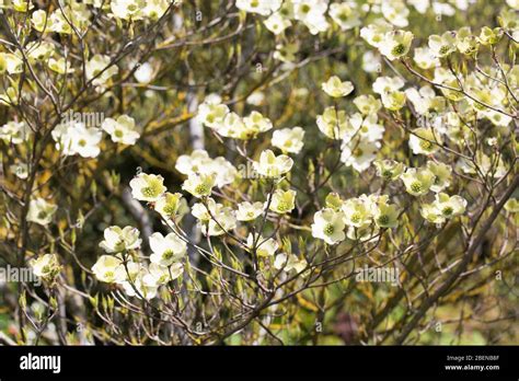 Cornus Florida Cherokee Daybreak Tree Stock Photo Alamy