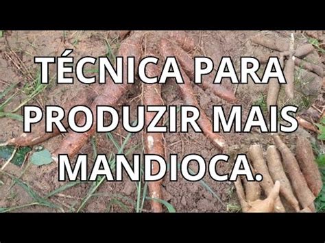 TÉCNICA PARA PRODUZIR MUITO MAIS MANDIOCA MACAXEIRA YouTube