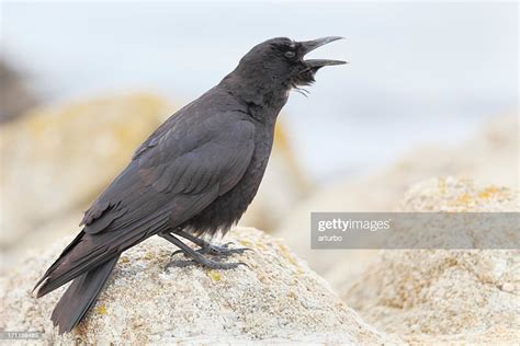 Black Crow At The Beach High Res Stock Photo Getty Images