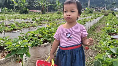 Wisata Petik Strawberry Di Puncak Bogorsweetberry Agrowisata Berry