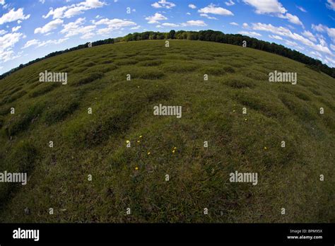 Montículos de hormigas nidos en el nuevo bosque de la Pradera amarillo