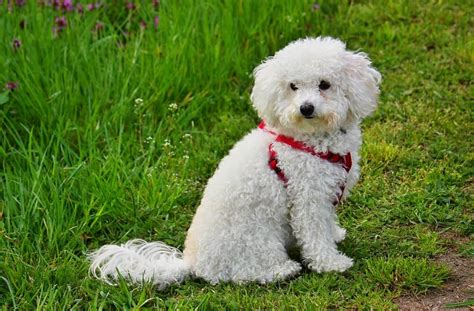 An Overview of The Bolognese Dog aka Bichon Bolognese - Veterinarians.org